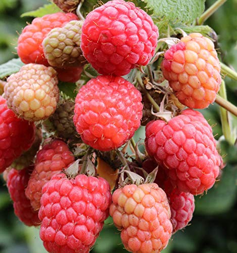 Preisvergleich Produktbild Himbeere Tulameen - Rubus idaeus