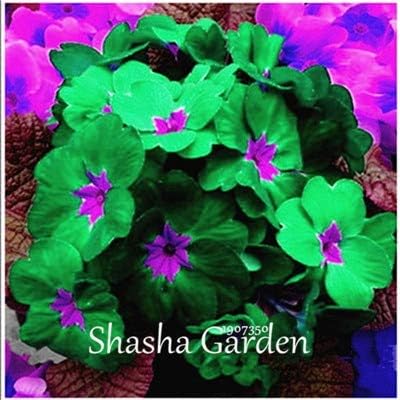 Evening Primrose Flower Seeds For A Beautiful Green Garden Pack Of 100 Seeds