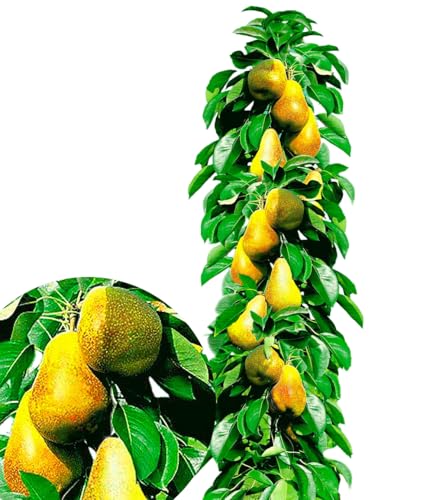 BALDUR Garten Säulen-Birnen 'Obelisk®', 1 Pflanze,essbare Früchte,...