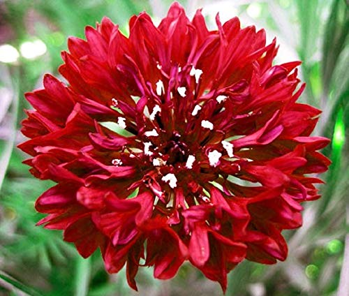 Tall Red Bachelor Button Flower Seeds,50 Count COOL BEANS N SPROUTS Brand. Home Gardening.