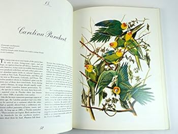 Audubons Birds Of America