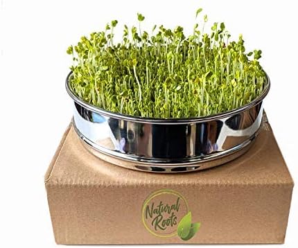 Miniatura 7 de Mezcla de ensalada de semillas germinadas para brotes y microverdes. Sin OMG. Paquete de 10 semillas premedidas para frascos de 32 onzas y bandejas