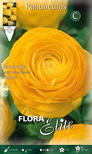 BULBI AUTUNNALI RANUNCULUS RANUNCOLI GIALLO CONFEZIONE DA 10 BULBI