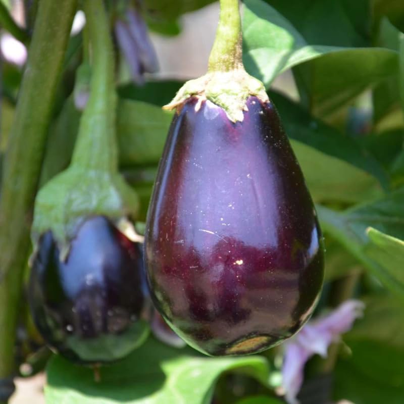 AGRO Sens Dnger Bio Potager Konzentrat alle Gemse. 4 kg. NPK 7  6-8 :  Amazon.de: Garten