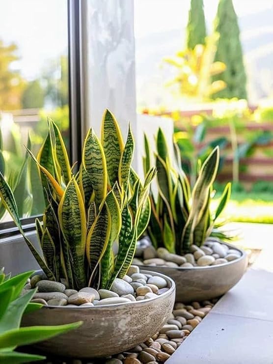 Image of Live Snake Plant with Pot | Sansevieria Laurentii Air Purifying Indoor Plant | Low Maintenance Evergreen Houseplant for Home Office Bedroom Living Room Desk Decor | Pack of 1