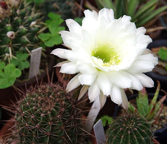 花 サボテン Yahoo!オークション - サボテン多肉植物 花サボテン混合
