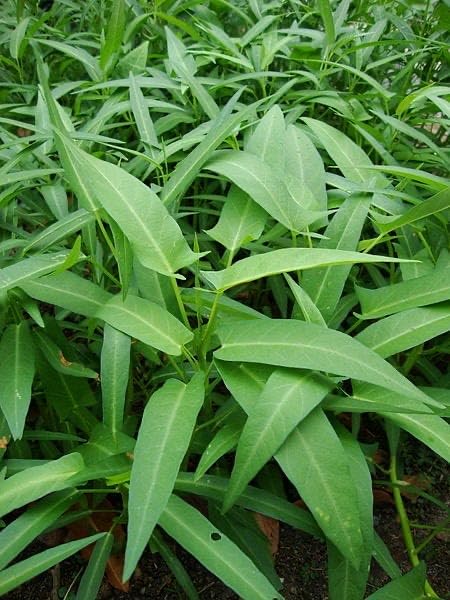 Water Spinach Seeds Kolmi Shak,Kongkon Morning Glory Seeds, Fresh Ipomoea Aquatica, Green Leafy Vegetable 1000 Seeds