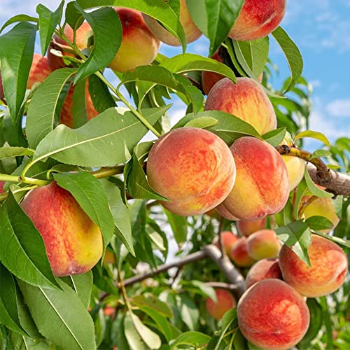 Qauzuy Garden 10 Seeds Dwarf Peach Fruit Tree Seeds Non-Gmo Seeds Early Maturing Plant Self-Fertilization Decilious Fruit To Plant Indoor/Outdoor Easy To Gow #TOP3