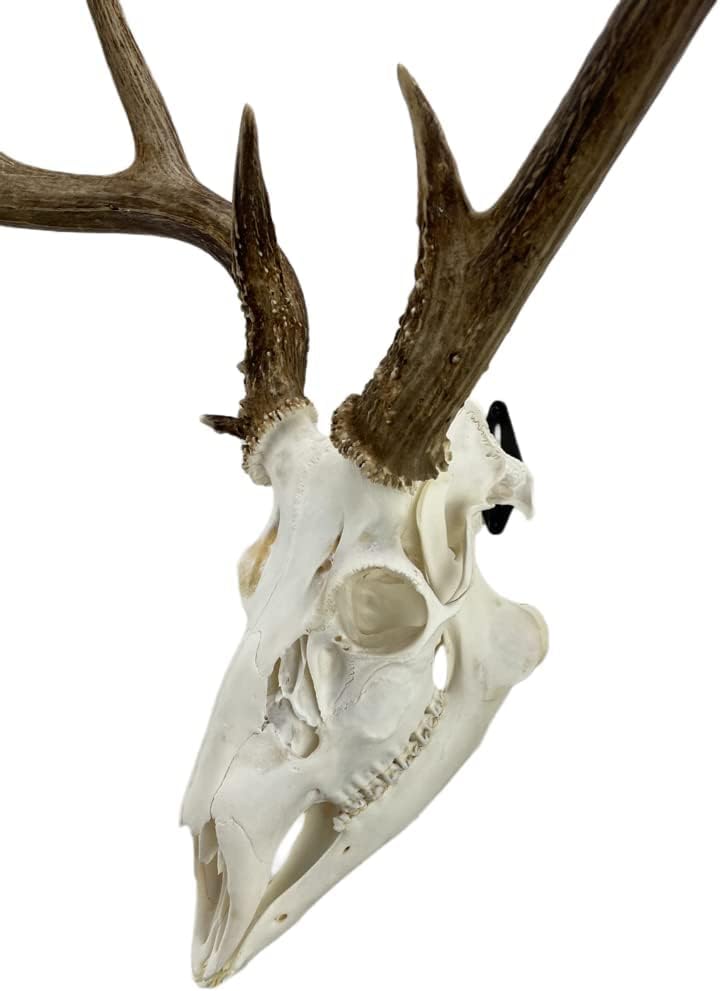 Mount Skull Hanger, Skull Mount for Hanging Deer Mule Antelope Coyote and Small Game Animals,Sturdy Wall Display for Whitetail Deer, Feral Hog, Bear & Exotic Skulls 3 Pack