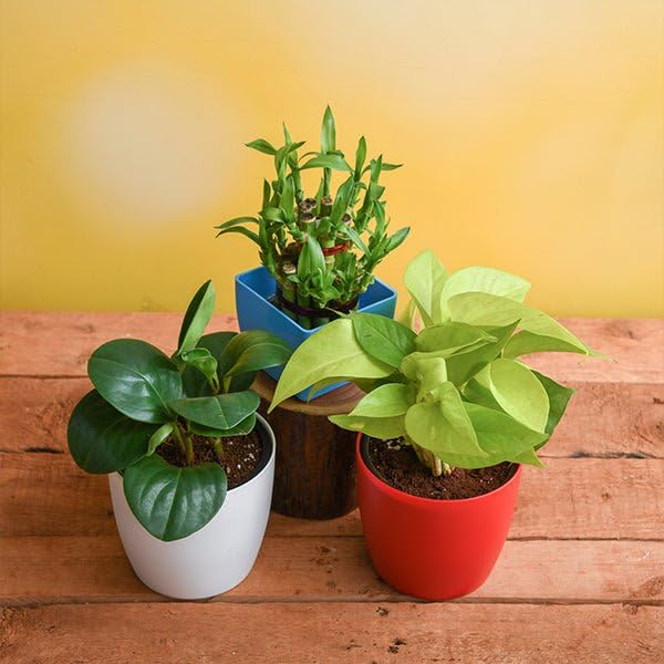 Mphmi Seedless Plant Set of 3 Small Plants for Luck, Peperomia obtusifolia, Money Plant Golden 2 Layer Lucky (B0CVS8Y95V) Amazon Price History, Amazon Price Tracker