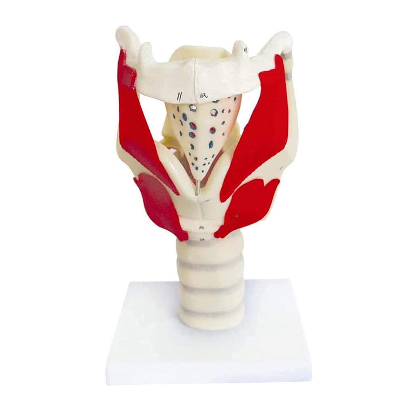 Buy Larynx Anatomical Model, Magnifying Human Larynx Joint Simulation Anatomy Model, Used For