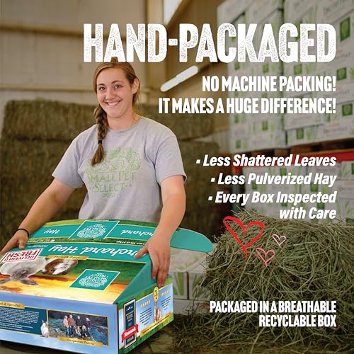 Small Pet Select Orchard Grass Hay Pet Food for Rabbits, Guinea Pigs, Chinchillas and Other Small Animals, Premium Natural Hay Grown in The US, 10 LB - Image 4