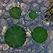 IFAMIO Artificial Floating Foam Lotus Leaves Decor for Pond Aquarium and Stage Realistic Lotus Foliage Green Plant for Fish Pool Decoration Pack of 8, 4 Sizes (10, 15, 20, 28cm)