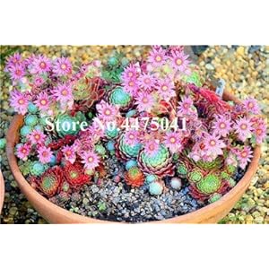. Nuova casa giardino bonsai 100 Pz raro della Sempervivum Bonsai Mix succulente Piante facile da coltivare piante Bonsai Vasi di fiori: 11: Only Seeds