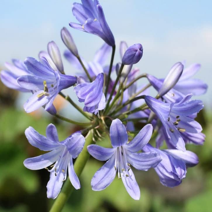 6x Agapanthus 'Peter Pan' – Vaso 9x9 cm – agapanto compatto fioritura blu giardino