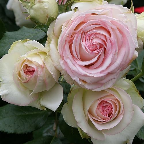 Heirloom Climbing Roses Live Own Root Plant for Outdoor Garden Eden Climber Lightly Fragrant Hardiness Zones 5-10 Repeat Blooming