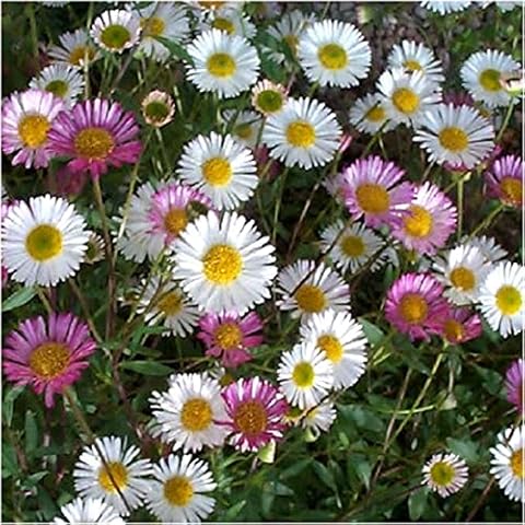 Erigeron Karvinskianus ‘Mexican Fleabane’ Plug Plants Cover