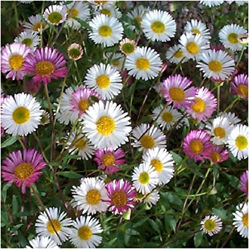 Erigeron Karvinskianus Mexican Fleabane Perennial Daisy X 5 Plug Plants for Potting on