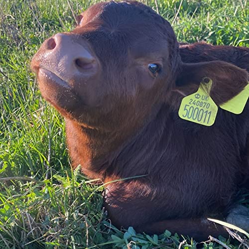 Ep.44 March-2022 - 'Tough Learning Curves'