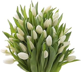 KaBloom - PREMIUM 30 White Tulips - Farm Direct Wholesale Fresh Flowers - Fresh Flowers for Birthday, Valentine's & Mother's Day