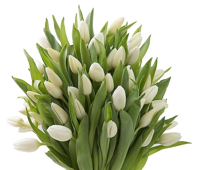 Image of KaBloom PRIME OVERNIGHT DELIVERY - WEDDING COLLECTION - PREMIUM 50 White Tulips - Wholesale Fresh Flowers I Gift for Birthday, Anniversary, Thank You, Mother's Day Fresh Flowers.