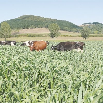 Indica Sorghum Sudan Grass 2000 Organic Seeds Pack By Super Agri Green