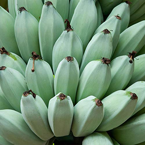 Brighter Blooms - Ice Cream Banana Tree, 2-3 Ft. - Perfect Fruit For A Sweet Tooth - Cannot Ship To Ca, Fl, Tx, La, And Az #TOP3