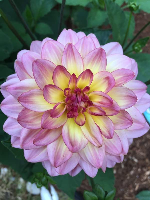 Siddhi Vinayak Gallery® Draft dahlia bulbs,dahlia flower,bonsai flower