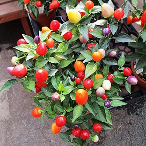 Rainbow Pepper Seeds 50+Organic Capsicum frutescens Colorful Fruit Vegetables Fresh Organic Premium Chilli Plants Seeds for Planting Garden Outdoor Decor Cover