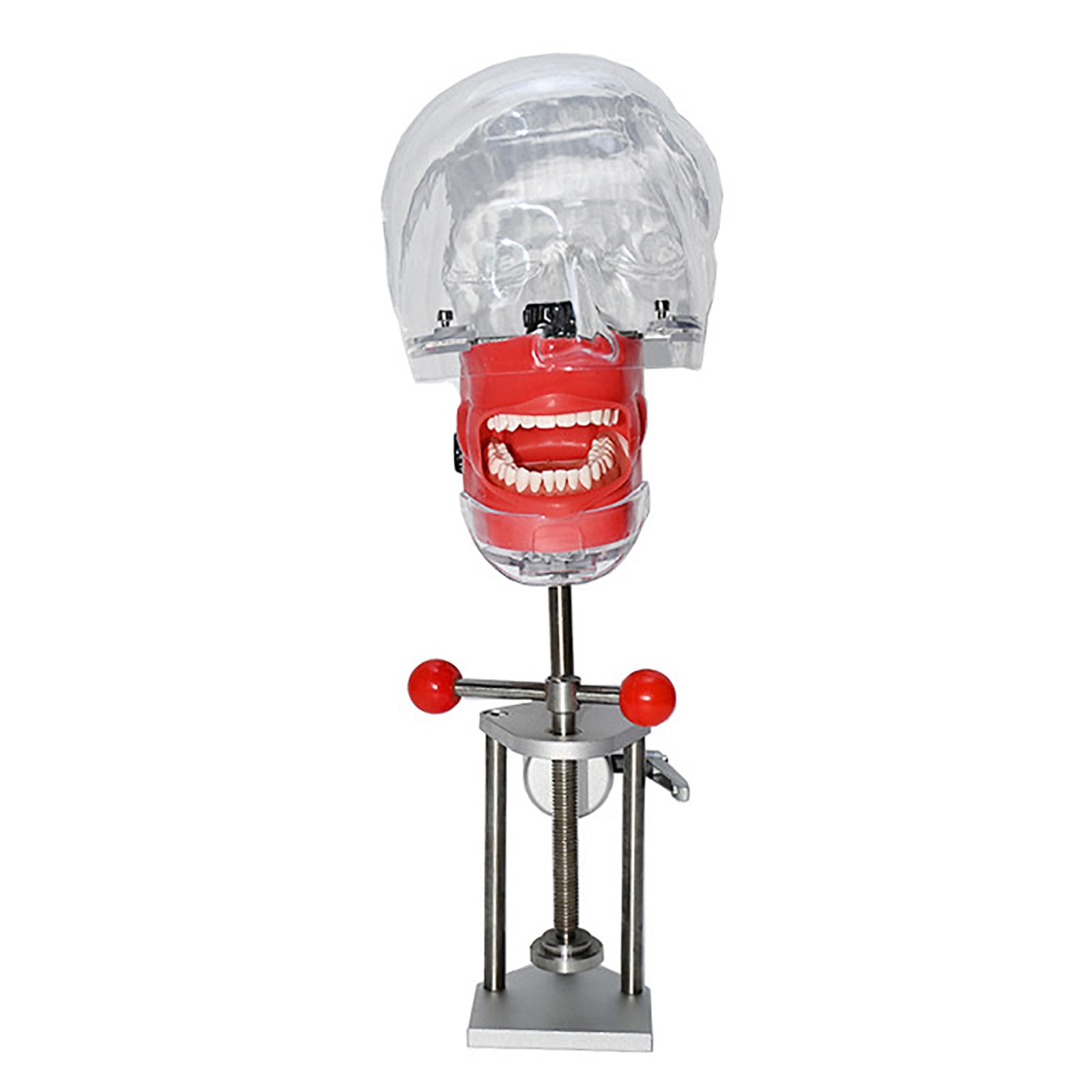Dental Oral Simulation Practice, Abnehmbare Zähne Dentalmodell Mit Basishalterungsdesign, 360° Verstellbarer Kopfwinkel, Zähne Können Bewegt Und Entleert Werden, 1:1 Hohe Simulation