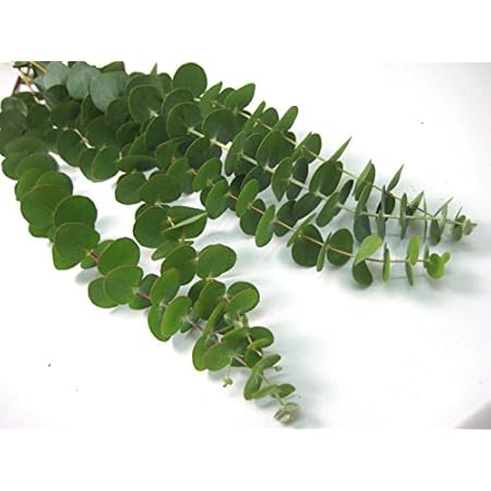 Amazon ユーカリ 生花 切り花 エダモノ グニーユーカリなど5本 切り花 オンライン通販 Amazon ユーカリ 生花 切り花 エダモノ グニーユーカリなど5本 切り花 オンライン通販