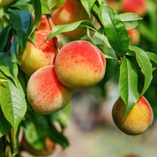 Muda Frutífera de Pêssego Rubimel Enxertado