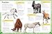 My Book of Horses and Ponies: A Fact-Filled Guide to Your Equine Friends