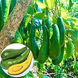 2-3Ft Large Avocado Tree Fruit Live Plant, Grafted Long Neck Avocados Trees Plants in 3 Gallon Pot, Tree Plant, 24-36 Inches in Tall