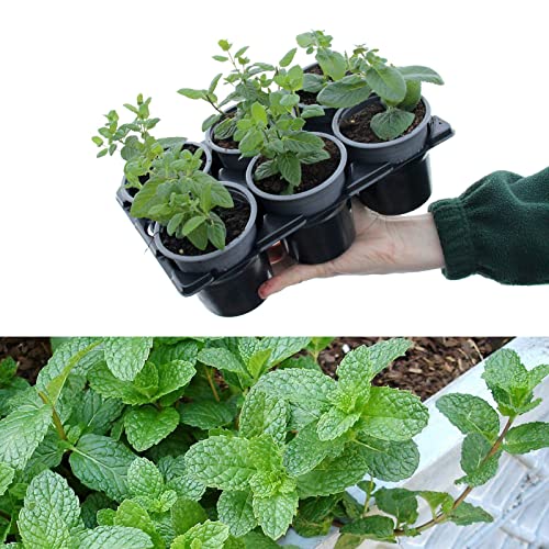 Carbeth Plants 6 x Mixed Mint Plants in 9cm Pots