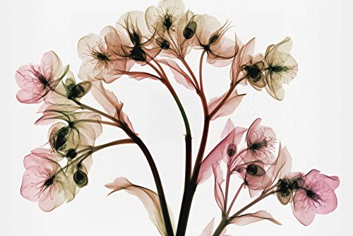 Affiche sur toile encadrée Hellebore 2 Steven N. Meyers 78 x 117 cm