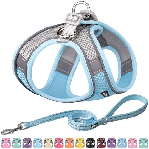 10 Best Harness For Maltese Puppy