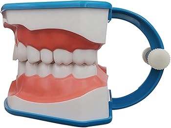 歯科模型 可動式 51BV9tQoLqL._AC_UF350,