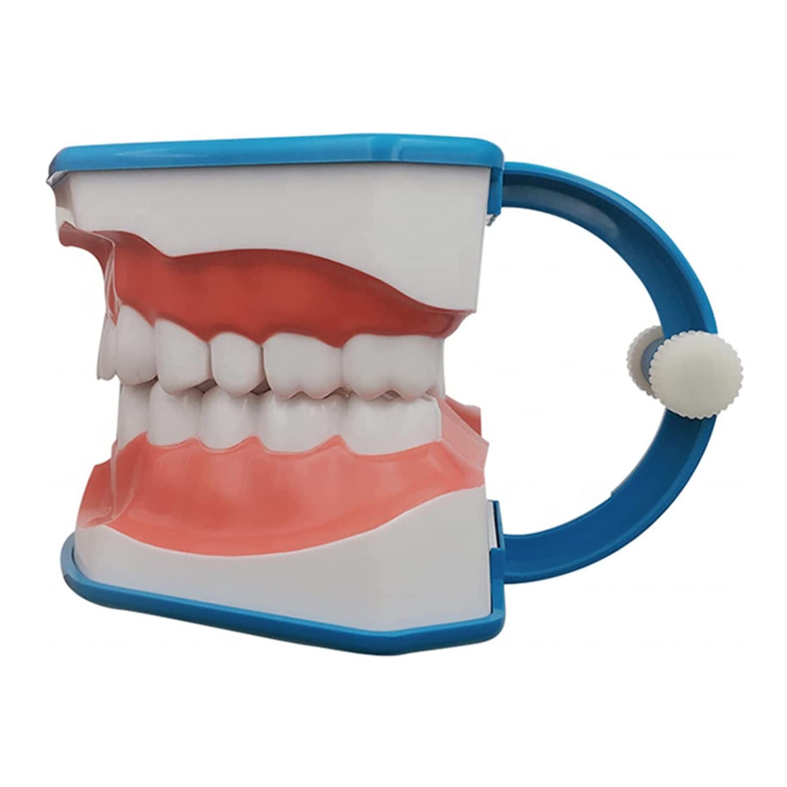歯の模型/歯科衛生士 Amazon.co.jp: 言語療法のための口の模型、6回の歯科衛生士の歯