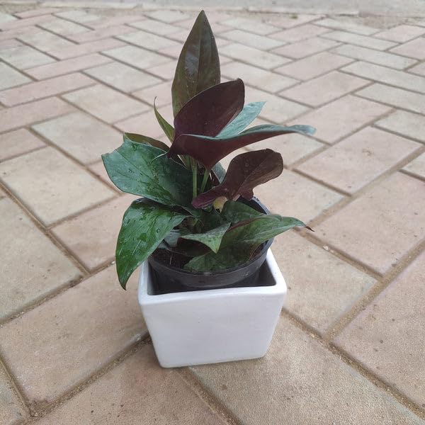 Mphmi Live Plants Black Money plant in 5 inch Square Ceramic Pot (B0CX9D6V8G) Amazon Price History, Amazon Price Tracker