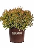 Fire Chief Arborvitae (2.5 Quart) Evergreen Thuja Shrub with Orange-Green Foliage - Full Sun Live Outdoor Plant - Southern Living Plants