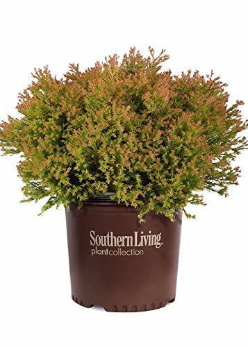 Fire Chief Arborvitae (2.5 Quart) Evergreen Thuja Shrub With Orange-Green Foliage - Full Sun Live Outdoor Plant - Southern Living Plants #TOP30