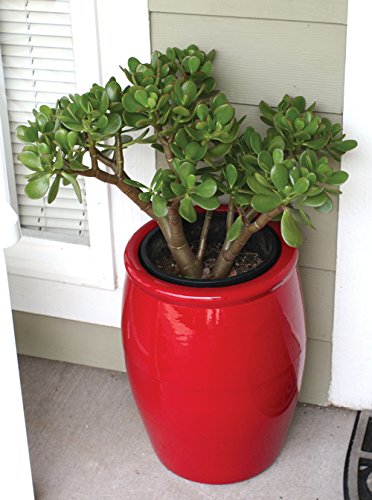 Plants Point Jade Bonsai Crassula (B081NZ58DV) Amazon Price History, Amazon Price Tracker