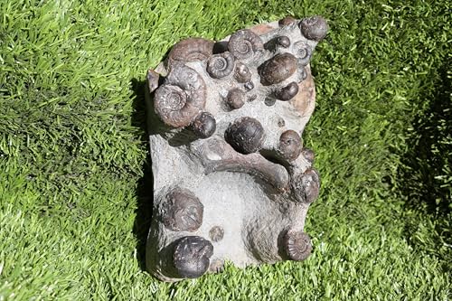 Image of Natural Platyclymenia & Gonitites Plate ammonites Fossil Moroccan Fossil A130