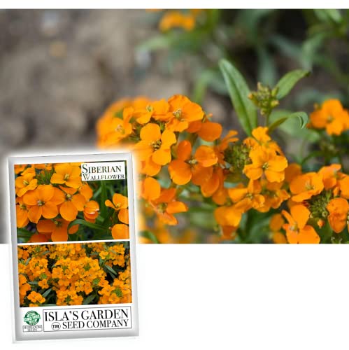 Siberian Wallflower Seeds (Cheiranthus allionii) –400+ Heirloom Non-GMO Seeds by Isla’s Garden Seeds, Bright Orange Blooms, Easy to Grow, Attracts Pollinators, Perfect for Borders & Wildflower Gardens