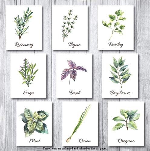 Botanical Prints Wall Decor - Kitchen Art Herbs Leaves Set UNFRAMED Pictures 9 PIECES Nature Floral herb Plant Flower Green Small Botanical Prints Wall Art Vintage Print Poster (White, 8x10) Arizona