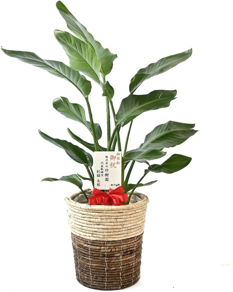 Amazon｜観葉植物 本物 ストレリチア・オーガスタ8号 【ツートーン鉢