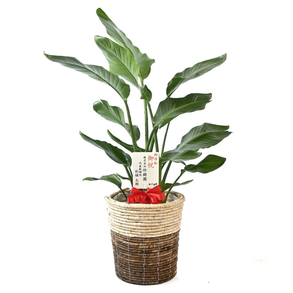 Amazon｜観葉植物 本物 ストレリチア・オーガスタ8号 【ツートーン鉢