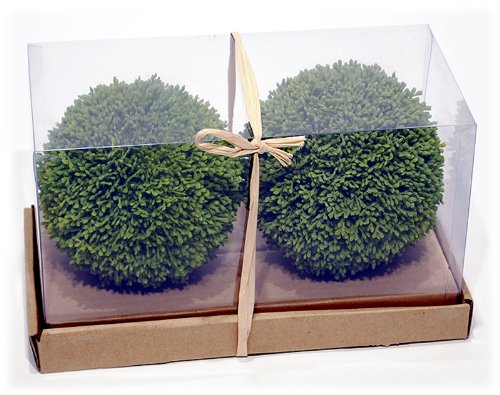 5.5' Spiral Boxwood Topiary in Plastic Pot Two Tone Green