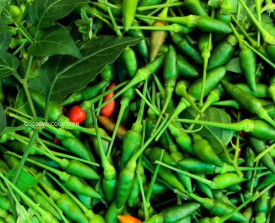 Kanthari Chilli Seeds by GODSOWNCOUNTRYIN Green chilly seeds | Vegetable Seeds | Organic Seeds | Ex Rare seeds from Godsowncountry (50 seeds) (B0BJL4P1ZJ) Amazon Price History, Amazon Price Tracker